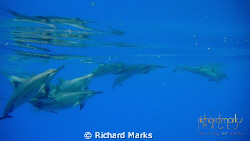 Spinner Dolphins in the open ocean by Richard Marks 